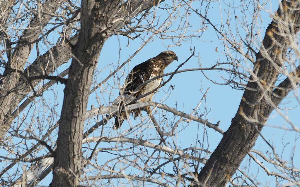 Bald Eagle Juvenile-01