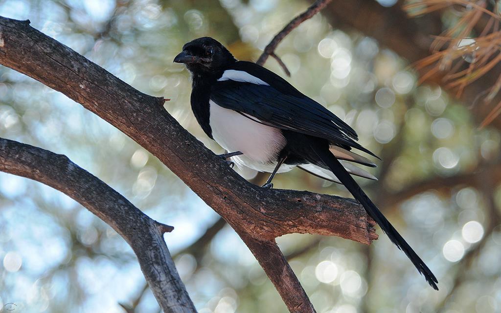 Black-billed Magpie-02 (3)