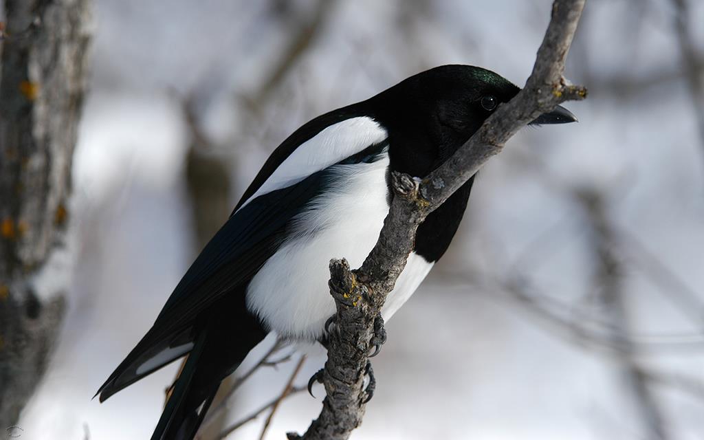 Black-billed Magpie-03