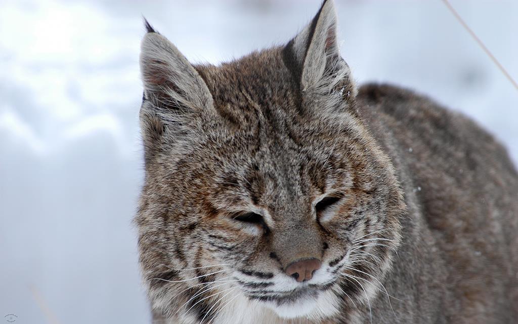 Bobcat-01