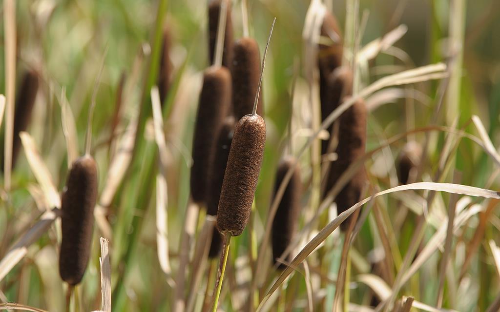 Cattails-01