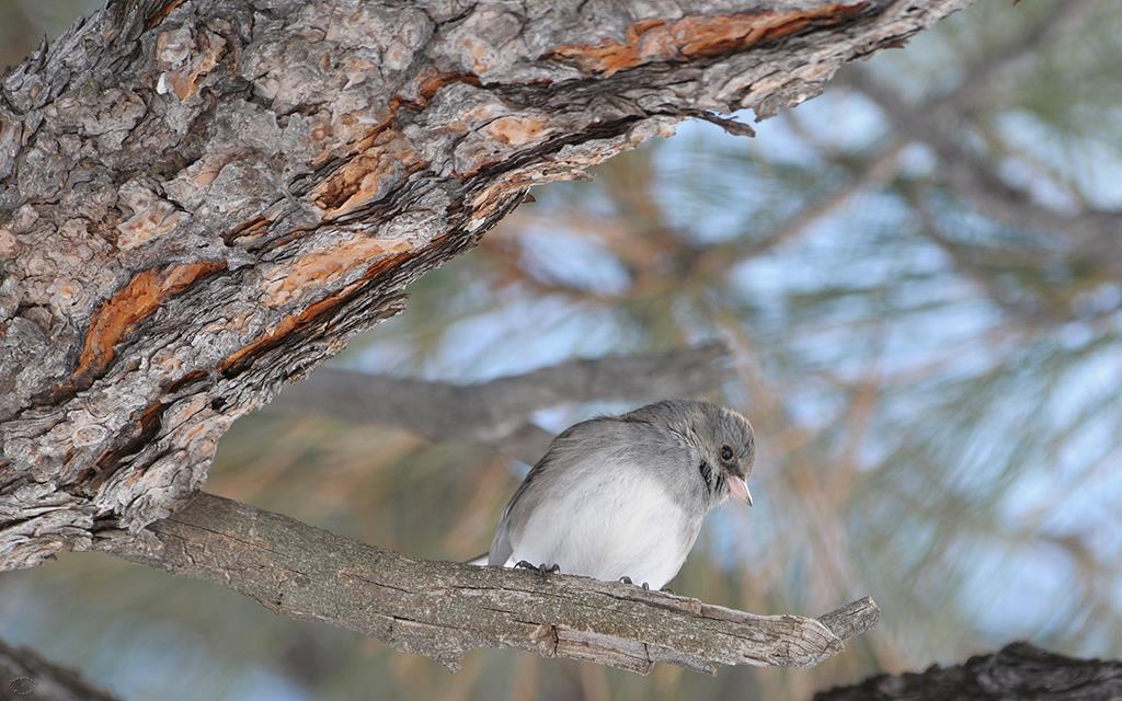 Dark-eyed Junco-01