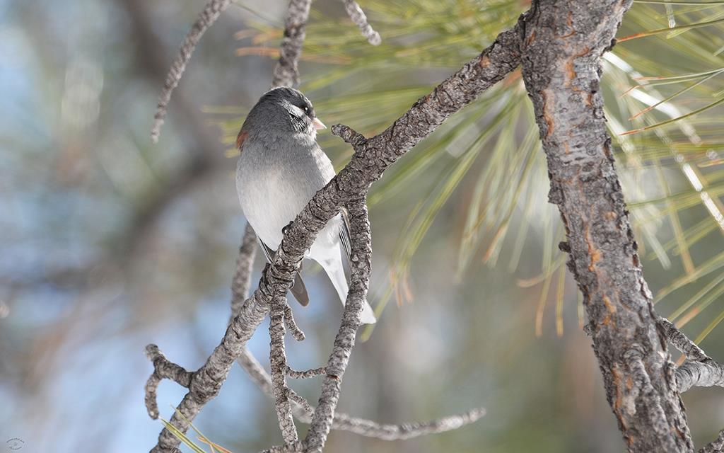 Dark-eyed Junco-02