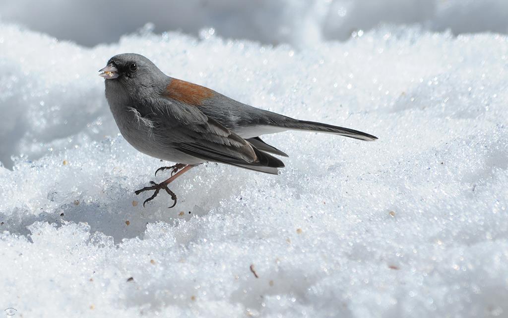 Dark-eyed Junco-04