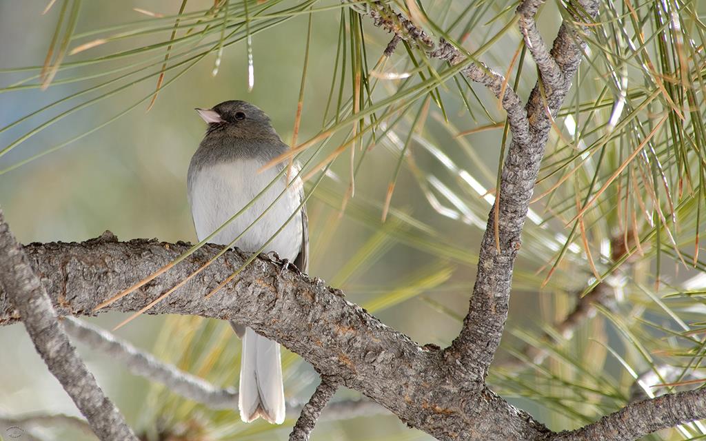 Dark-eyed Junco-05