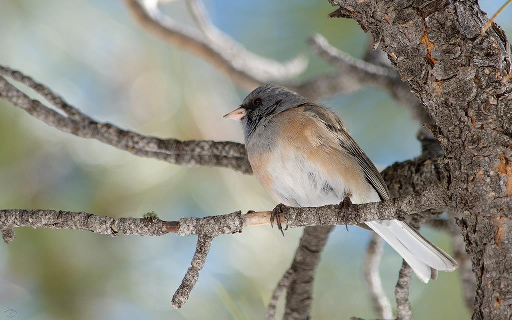 Dark-eyed Junco-06