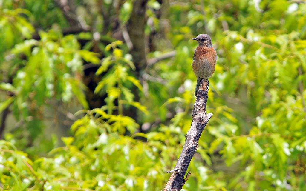 Eastern Bluebird-01