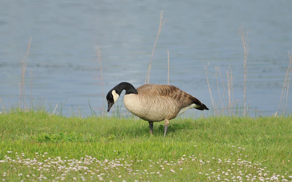 Goose-01