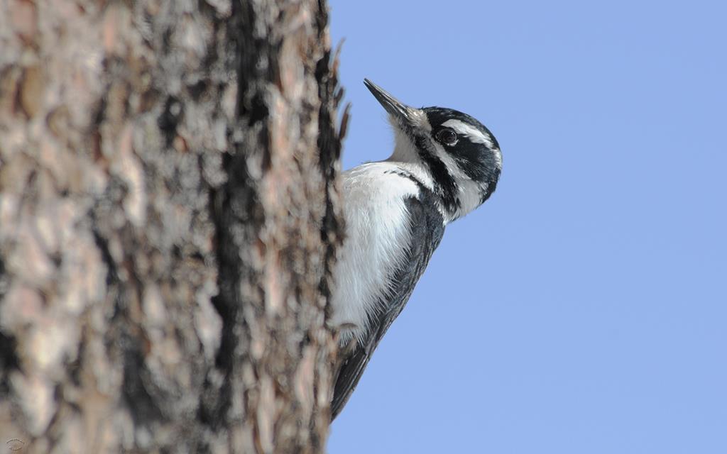 Hairy Woodpecker-01