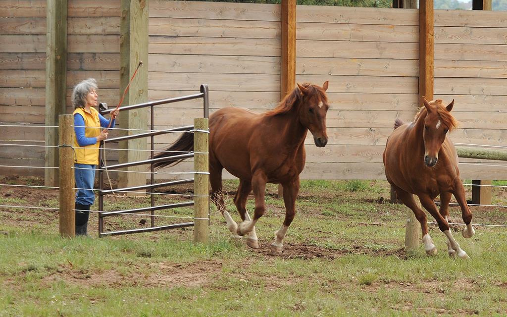 Horses- Nipper And Sunny-01