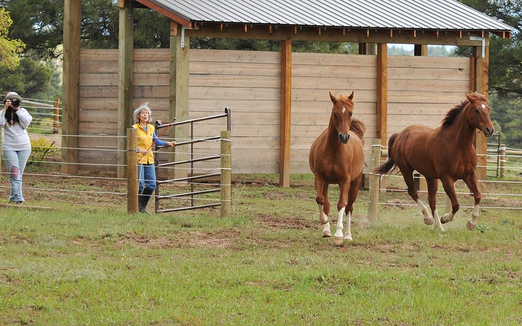 Horses- Nipper And Sunny-02