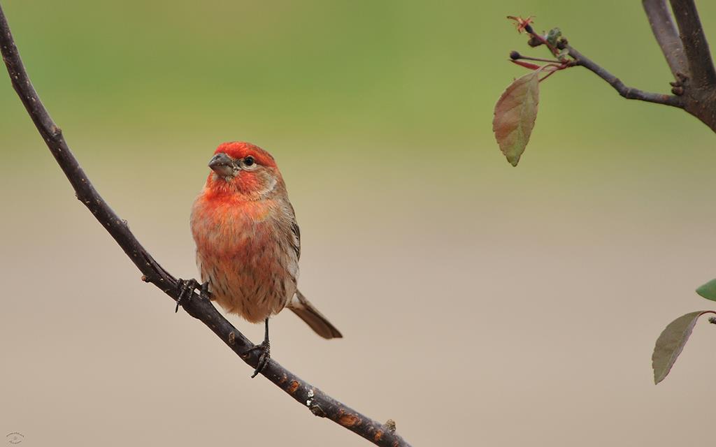 House Finch-01