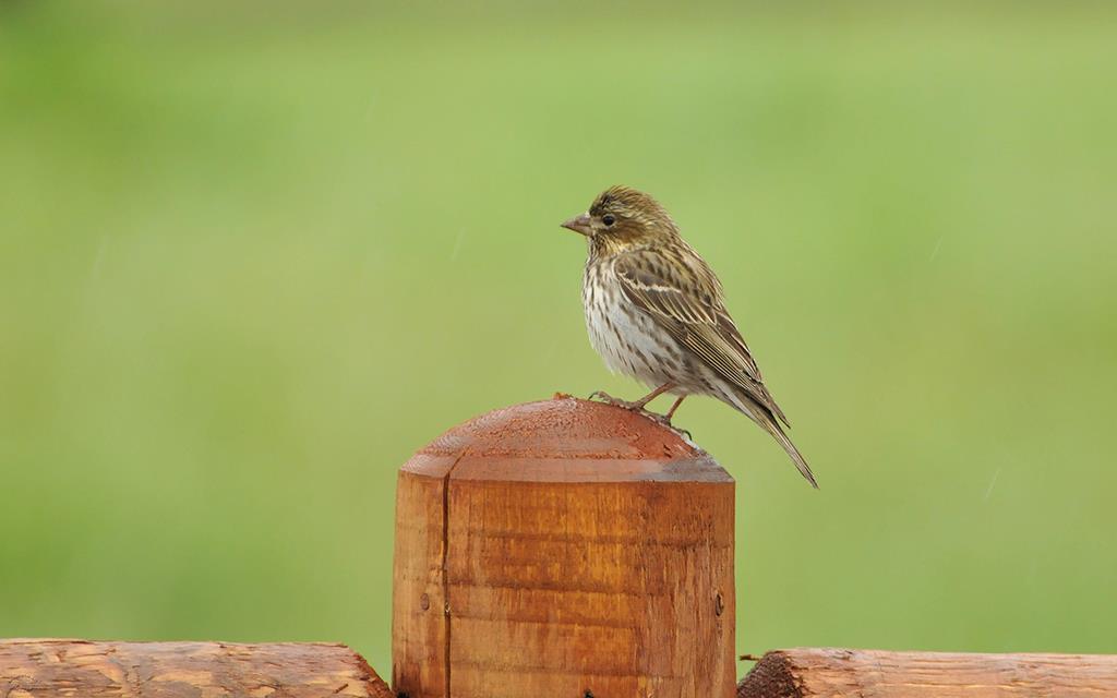 House Finch-02