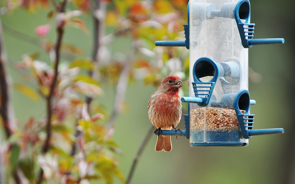 House Finch-03