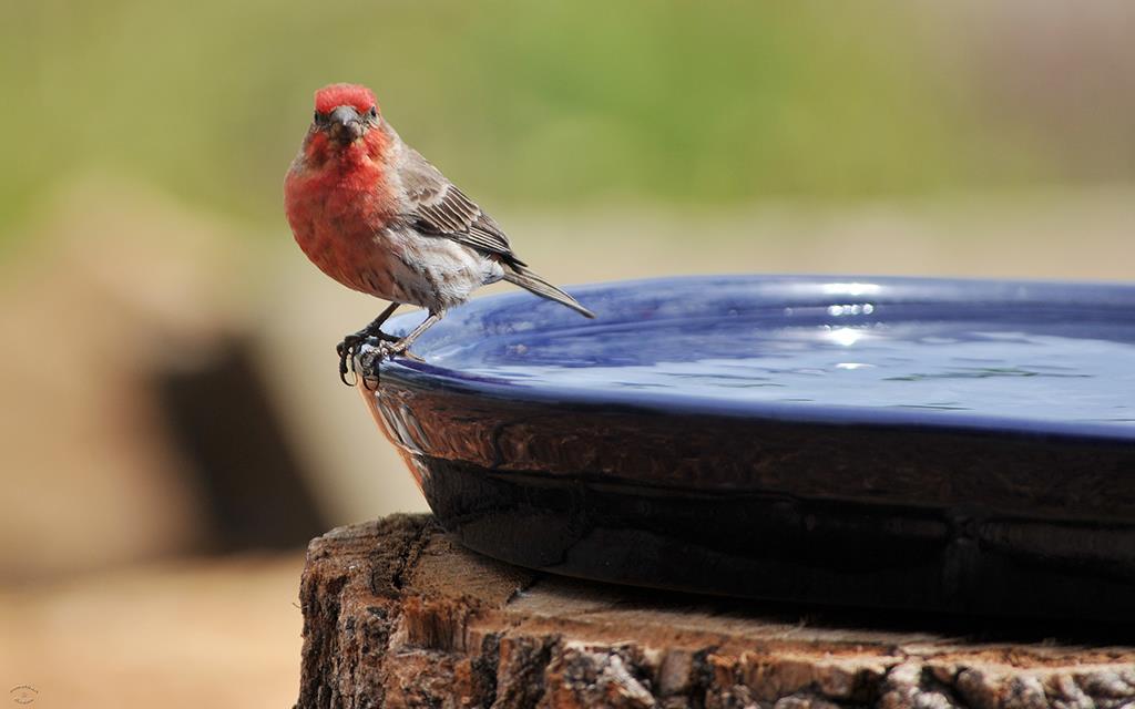 House Finch-04