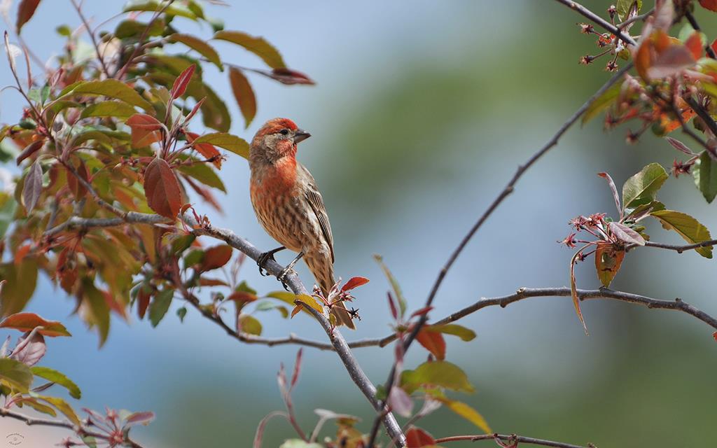 House Finch-05