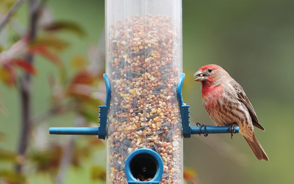 House Finch-07