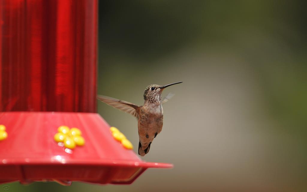 Hummingbird-01