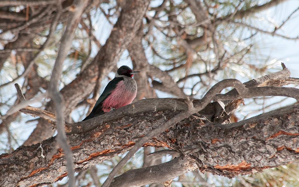 Lewis's Woodpecker-03