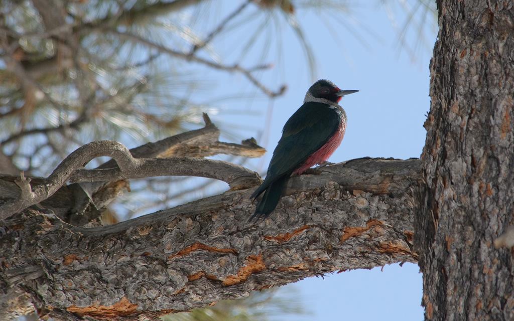 Lewis's Woodpecker-04