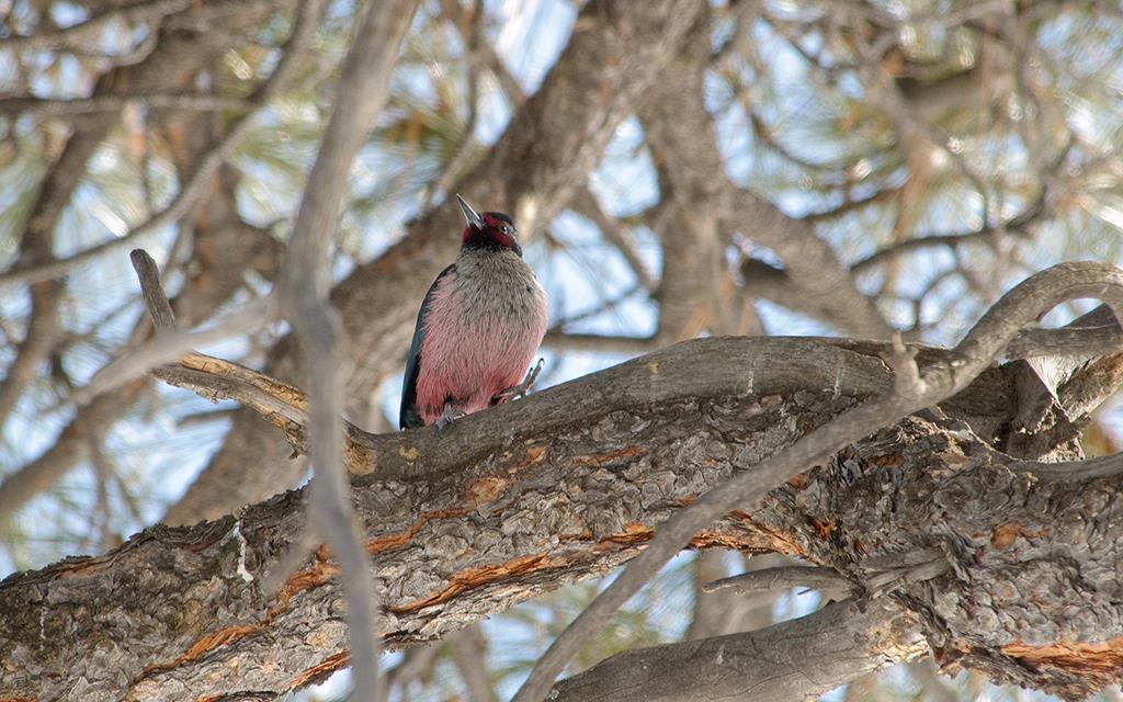 Lewis's Woodpecker-05