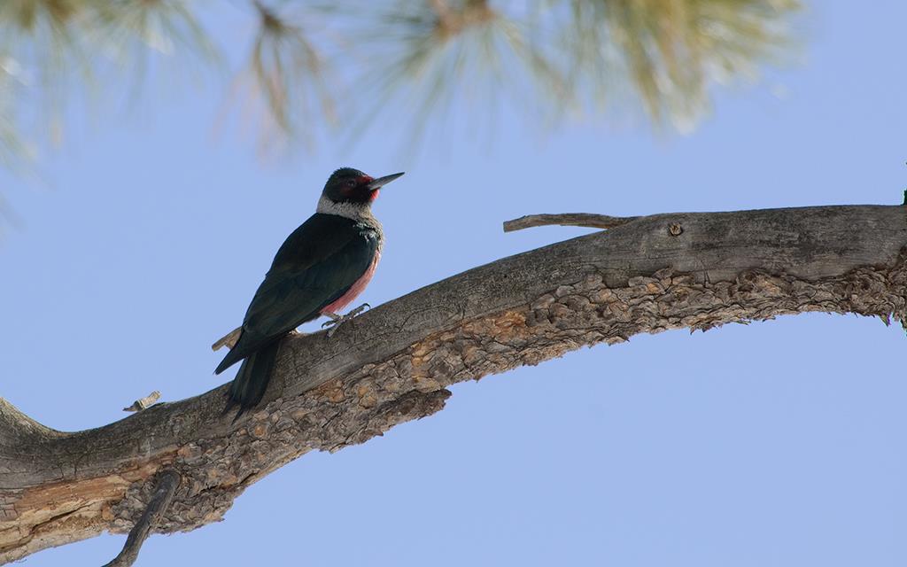 Lewis's Woodpecker-06