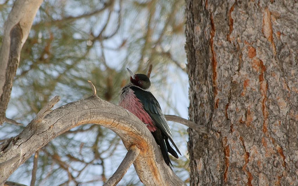 Lewis's Woodpecker-08