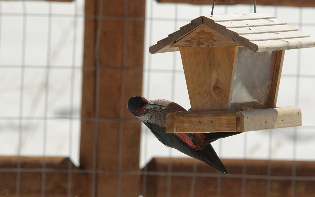 Lewis's Woodpecker-09