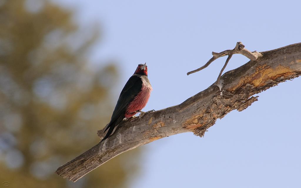 Lewis's Woodpecker-11