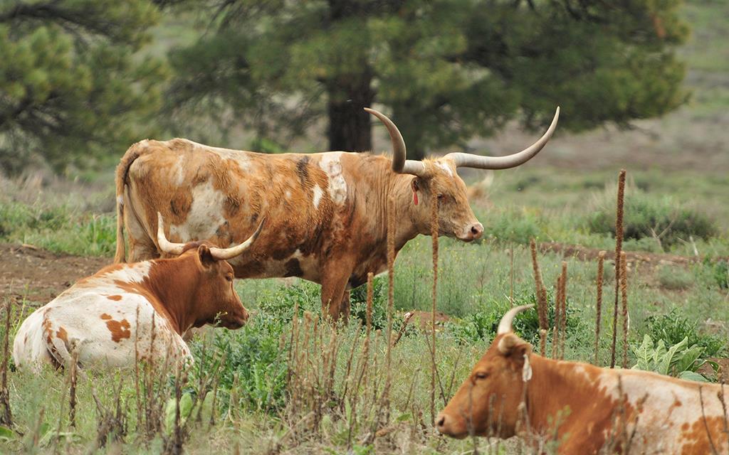 Longhorns-01