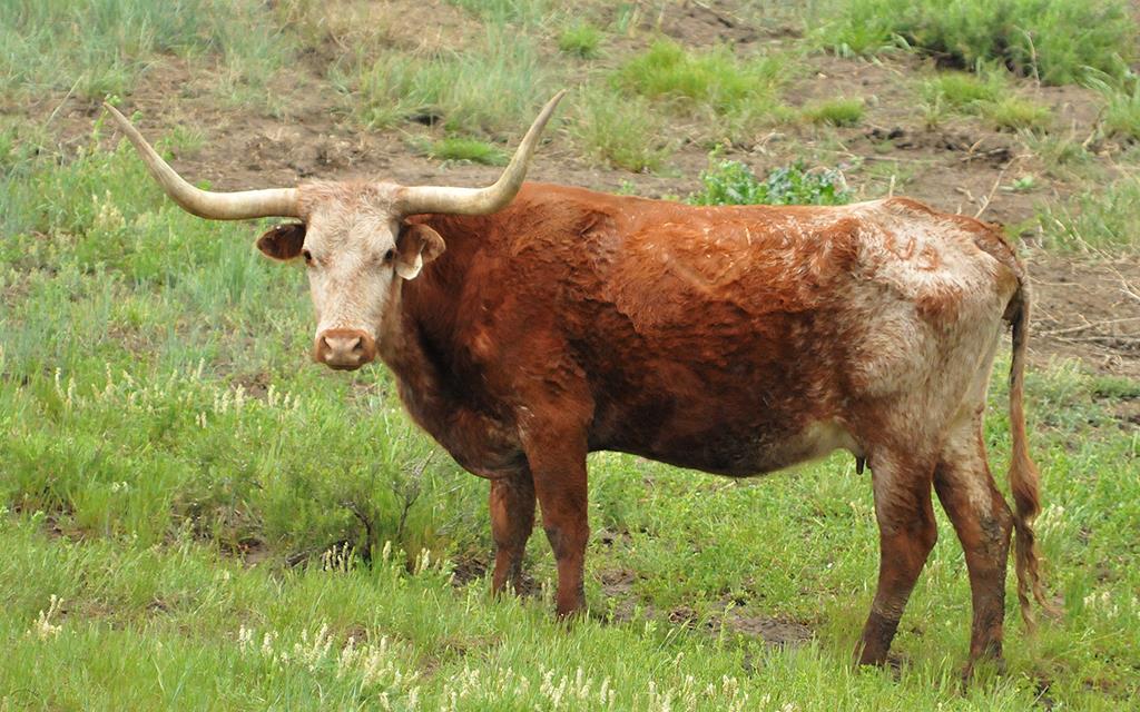 Longhorns-02