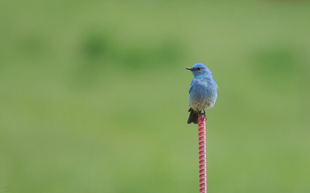 Mountain Bluebird-01