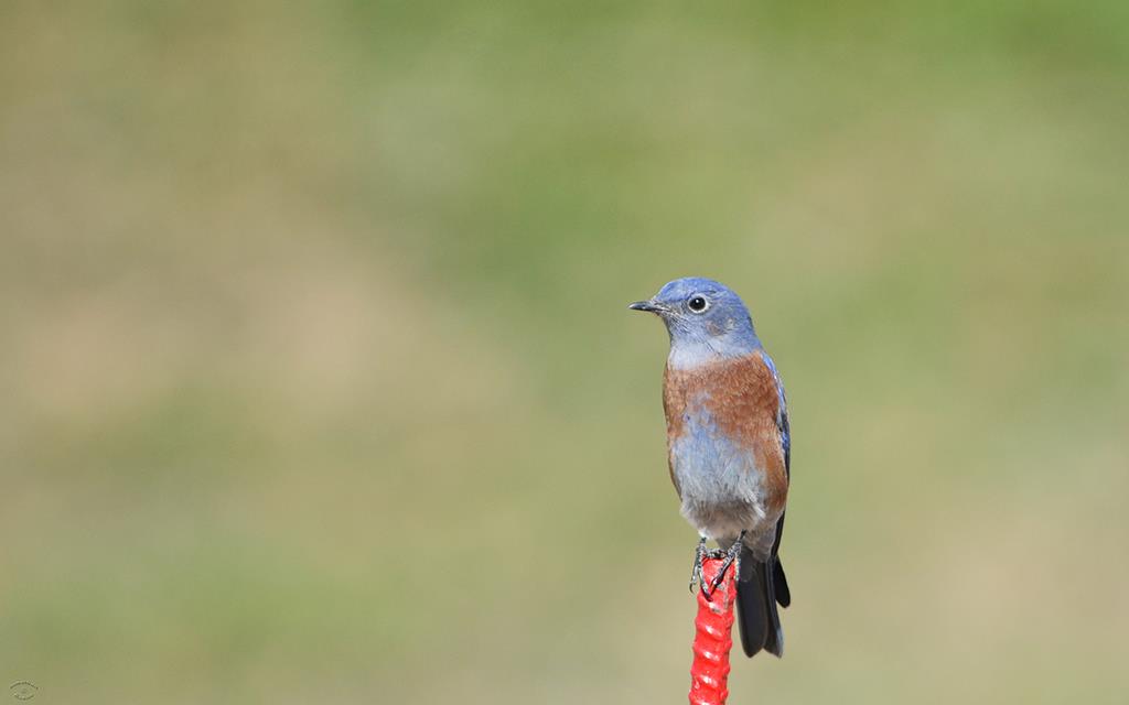 Mountain Bluebird-01 (2)