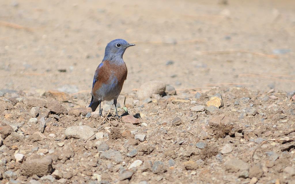 Mountain Bluebird-02