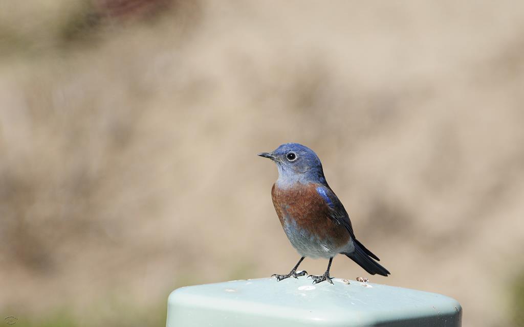 Mountain Bluebird-03