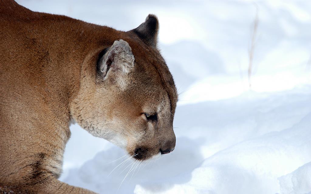 Mountain Lion-01