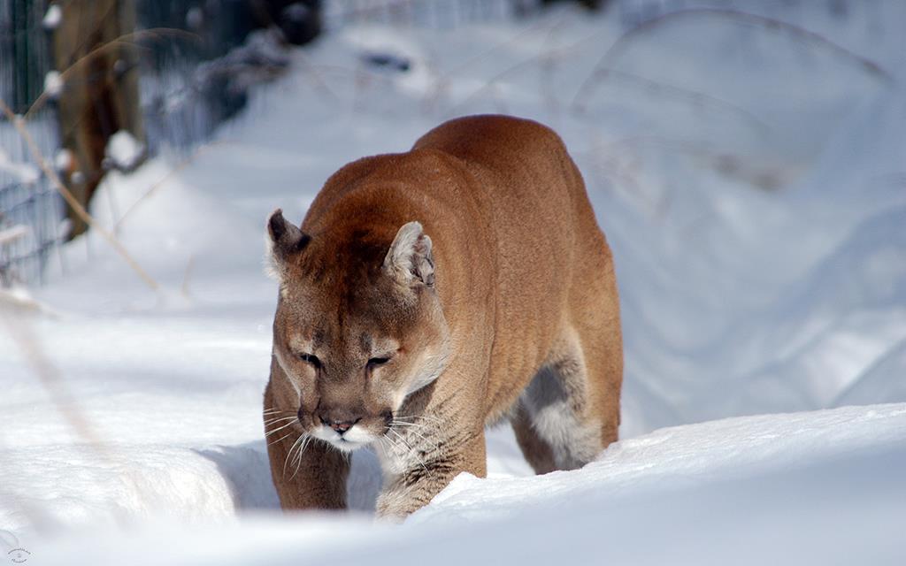 Mountain Lion-02