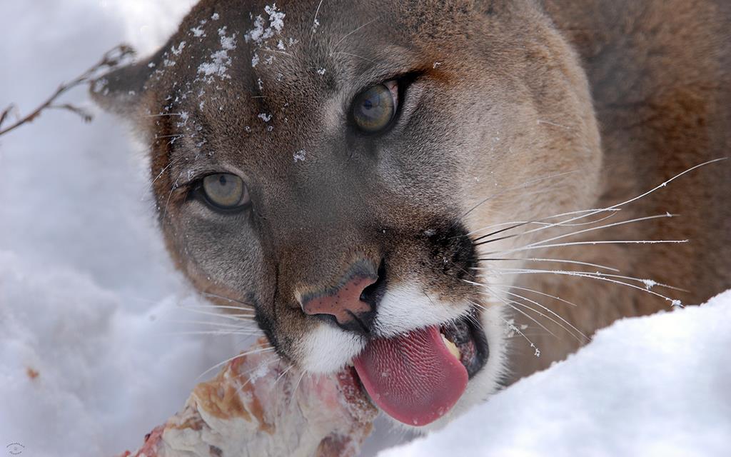 Mountain Lion-08