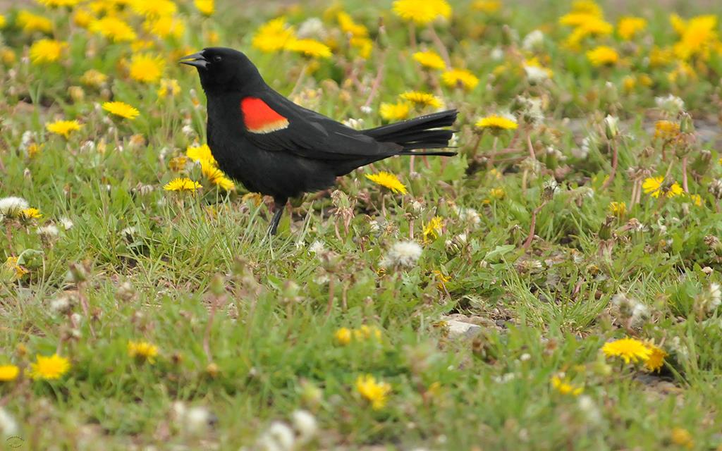 Red-winged Blackbird Male