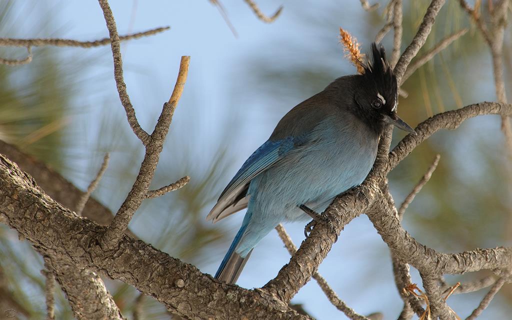 Steller's Jay-01