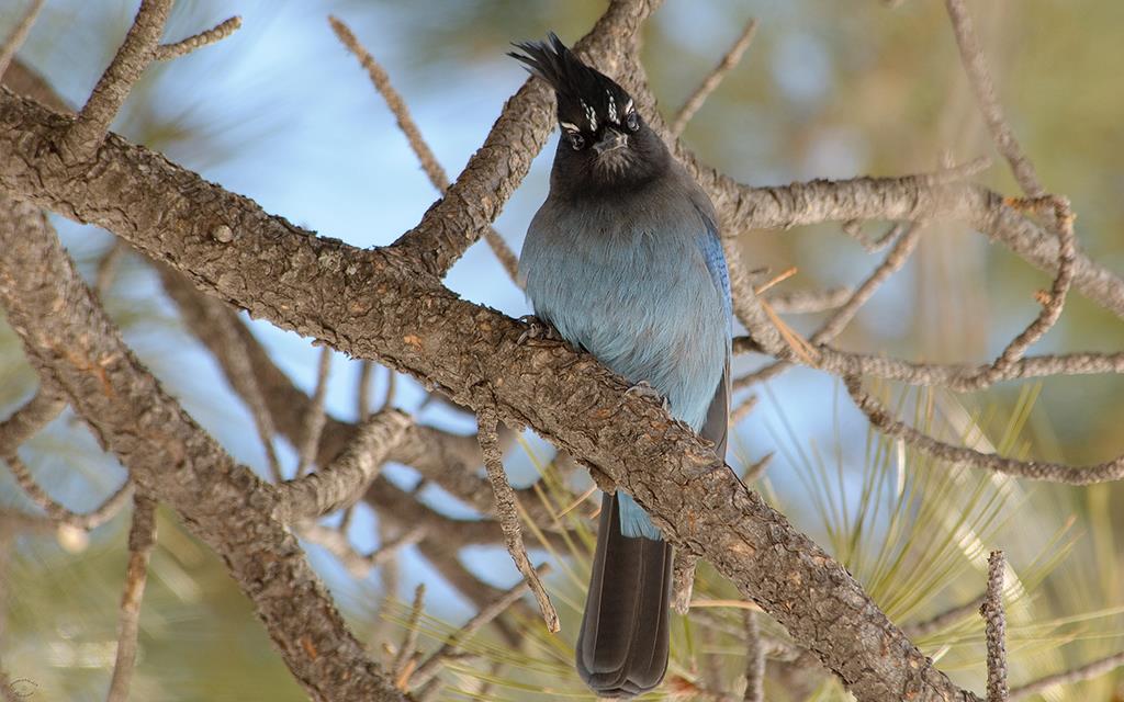 Steller's Jay-05