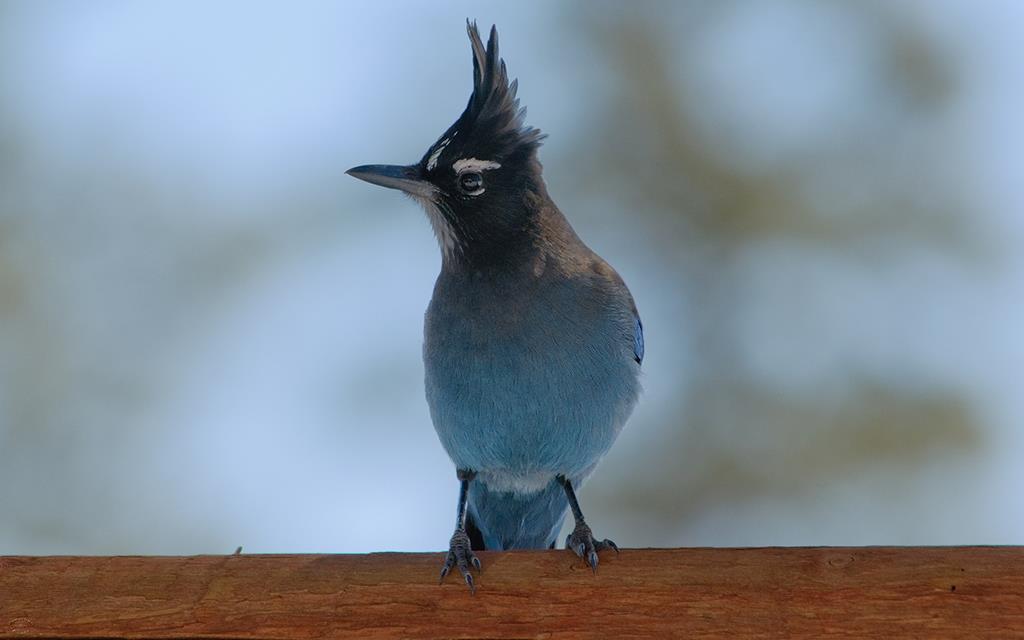 Steller's Jay-06