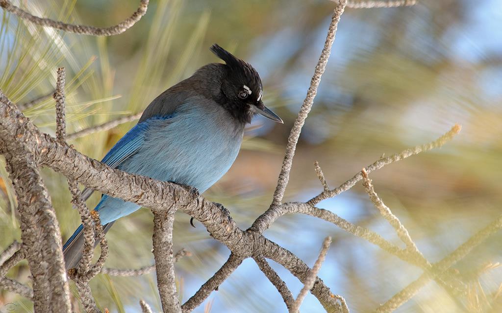 Steller's Jay-09