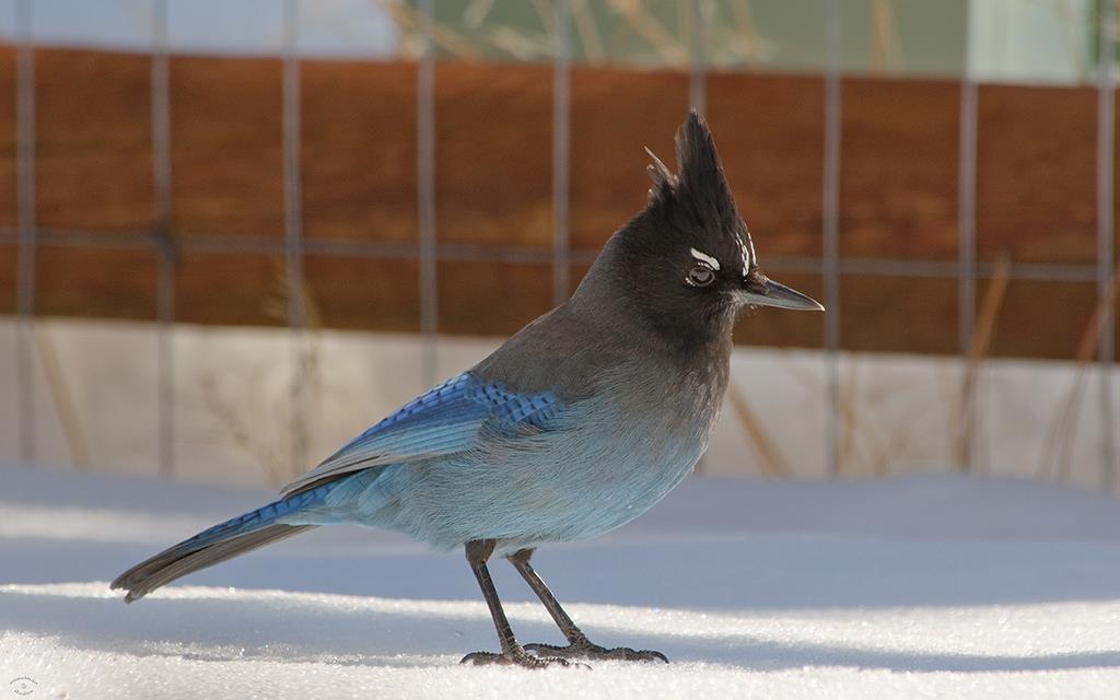 Steller's Jay-10