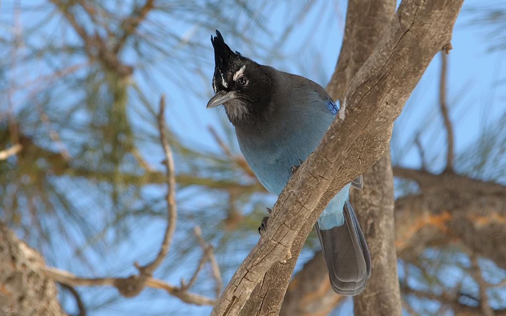 Steller's Jay-12