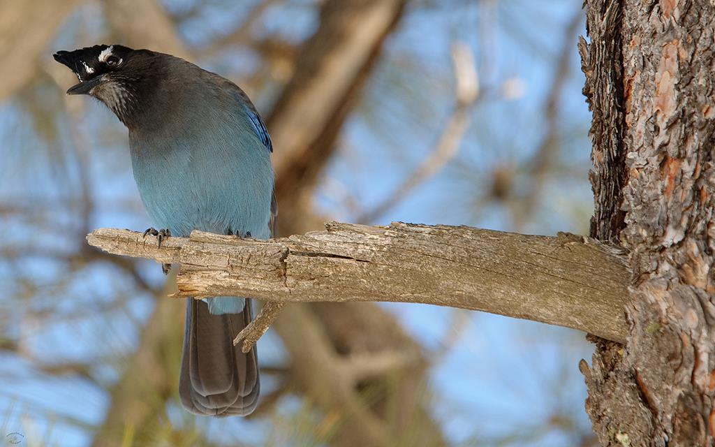 Steller's Jay-13