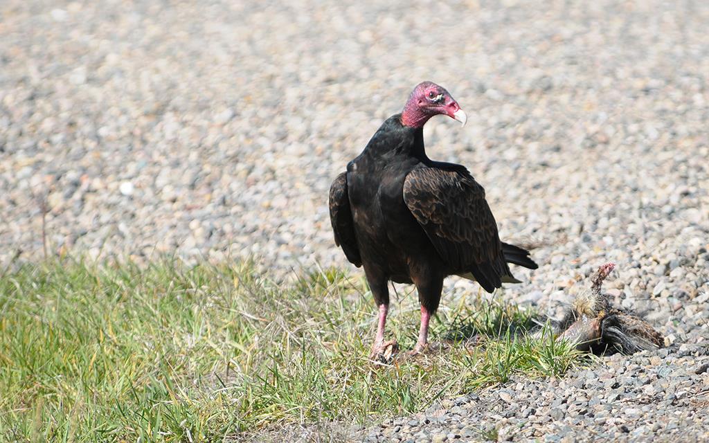 Turkey Vulture And Skunk-01