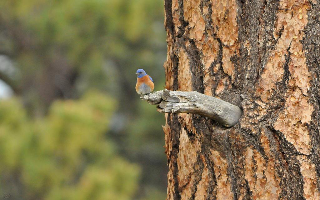 Western Bluebird-02