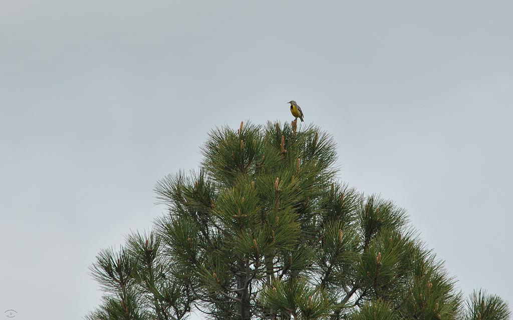 Western Meadowlark-01