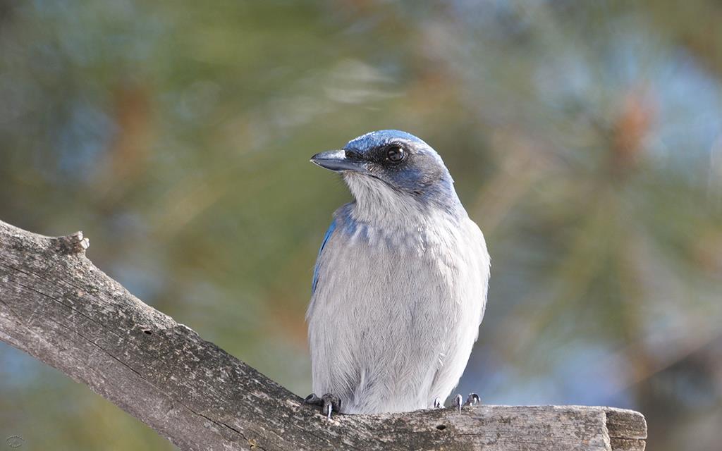 Western Scrub Jay-02